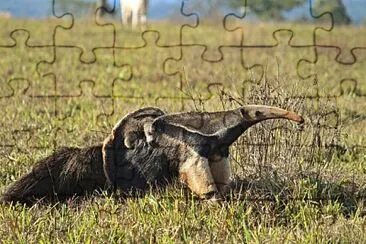  jigsaw puzzle