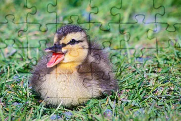 Foto jigsaw puzzle