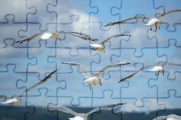 Imagem jigsaw puzzle