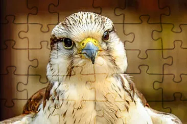 Imagem jigsaw puzzle