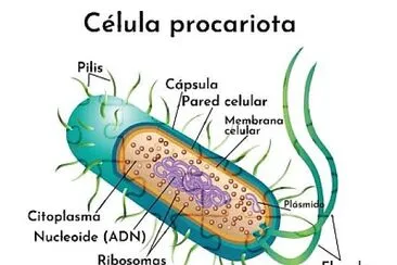 פאזל של ROMPECABEZAS DIGITAL(CELULA PROCARIOTA) E3   3E