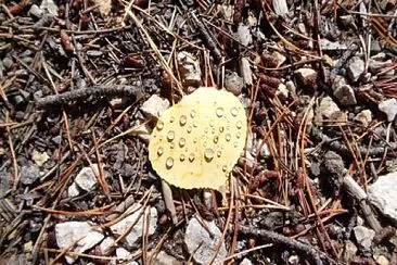 Aspen Leaf jigsaw puzzle