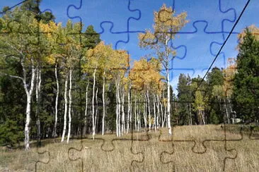 Aspens on Casper Mountain jigsaw puzzle