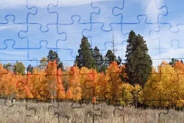 Aspens on Casper Mountain