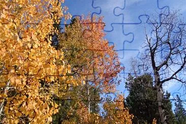 Aspens on Casper Mountain jigsaw puzzle