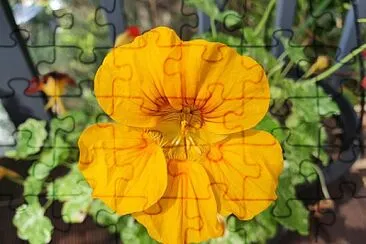 Yellow Nasturtium jigsaw puzzle