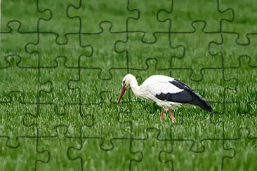 Toy jigsaw puzzle