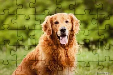 Cachorro jigsaw puzzle