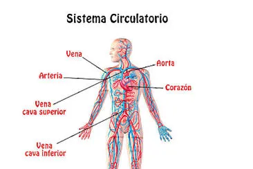 פאזל של aparato circulatorio resolver en equipos el siguie