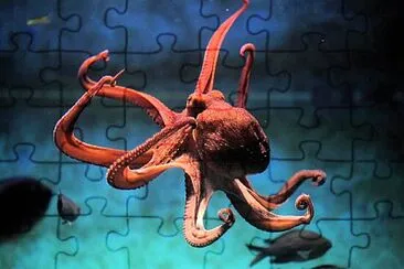 pulpo jigsaw puzzle