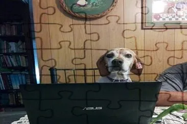 perro jigsaw puzzle