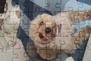 perro jigsaw puzzle