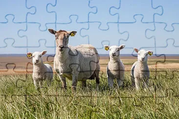 Toy jigsaw puzzle