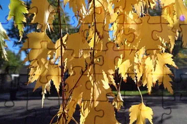 Cut Leaf Birch jigsaw puzzle