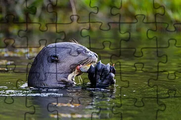 Toy jigsaw puzzle