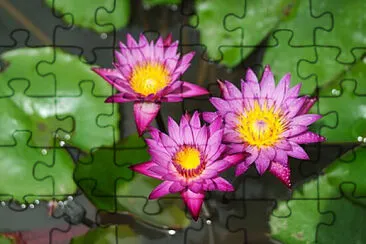 Toy jigsaw puzzle