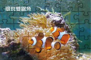 眼斑雙鋸魚