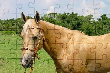 Toy jigsaw puzzle