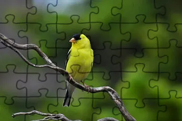 Toy jigsaw puzzle