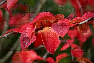 Toy jigsaw puzzle