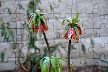 Toy jigsaw puzzle