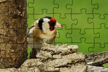 Toy jigsaw puzzle