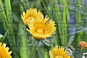 Imagem jigsaw puzzle