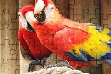 Toy jigsaw puzzle