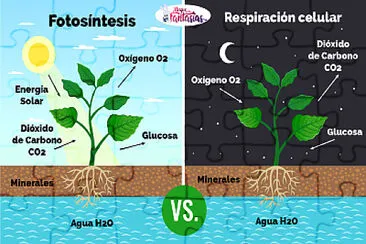 פאזל של Fotosintesís de laplanta