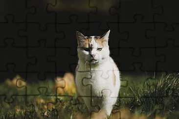 Toy jigsaw puzzle