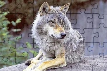 Loup