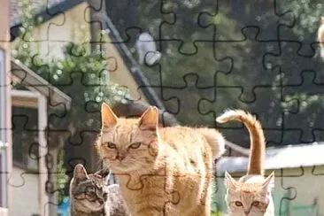 gato jigsaw puzzle