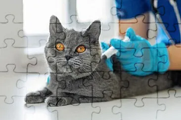 Toy jigsaw puzzle