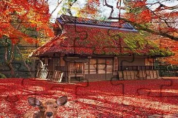 Nara Park, Japan