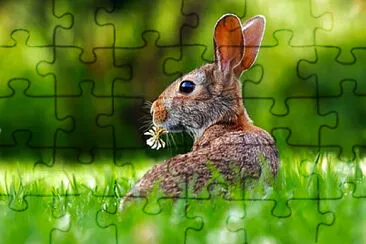 Toy jigsaw puzzle