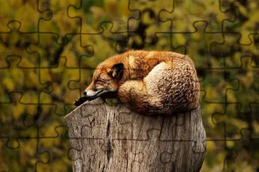 Toy jigsaw puzzle