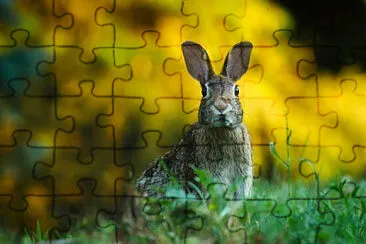 Toy jigsaw puzzle