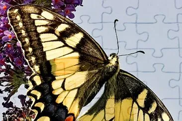 פאזל של Machaon