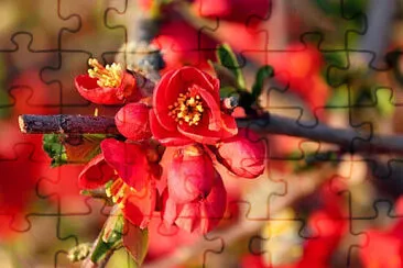 Toy jigsaw puzzle