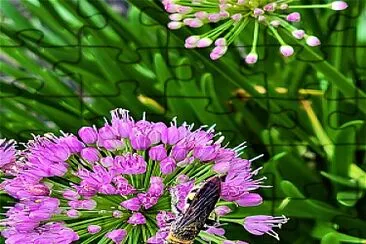 Bee on garlic flower