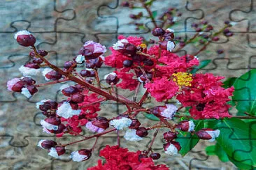 פאזל של Dynamite Crape Myrtle