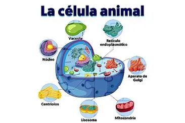 celula animal