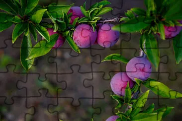 Toy jigsaw puzzle