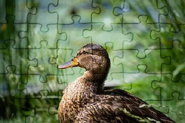 Toy jigsaw puzzle