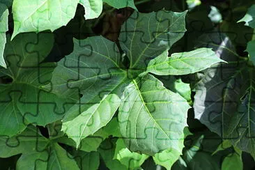 פאזל של Hoja de chaya