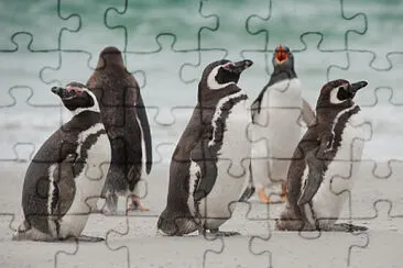 Pinguinos jigsaw puzzle