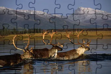 Caribou swimming jigsaw puzzle