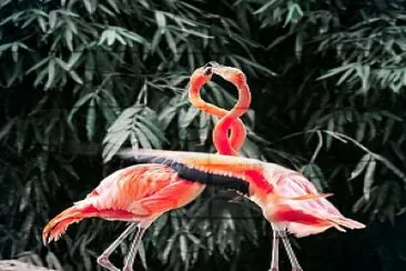 Two flamingoes