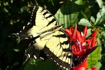 photogenic butterfly jigsaw puzzle