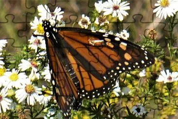 butterfly jigsaw puzzle